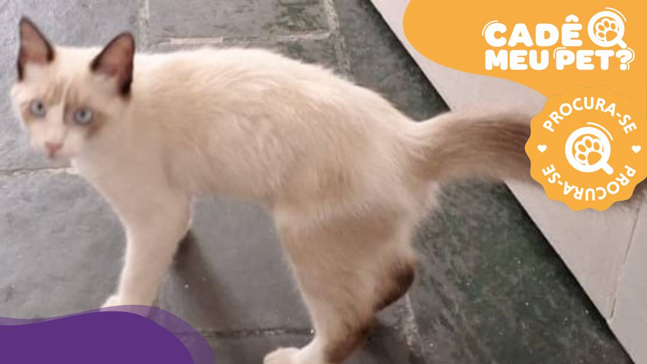NamasCat, gato macho desaparecido. (Foto: arquivo pessoal)
