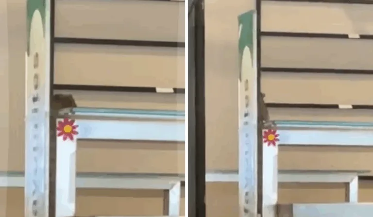 Rato no bandejão na PUC