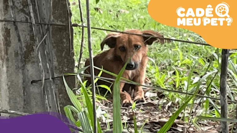 Cachorro caramelo em busca de um lar amoroso. (Foto: aequivo pessoal)