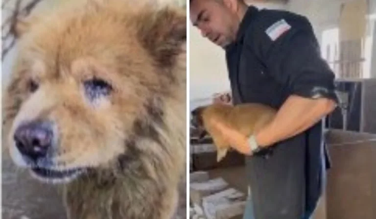 Cães foram resgatados em situação insalubre

Reprodução/PCES