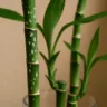 Bambu-da-sorte com manchas brancas no caule Pode ser sinal de praga invisível Bambu-da-sorte com manchas brancas no caule Pode ser sinal de praga invisível