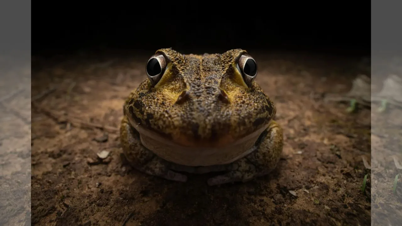 Nikon Comedy Wildlife Award