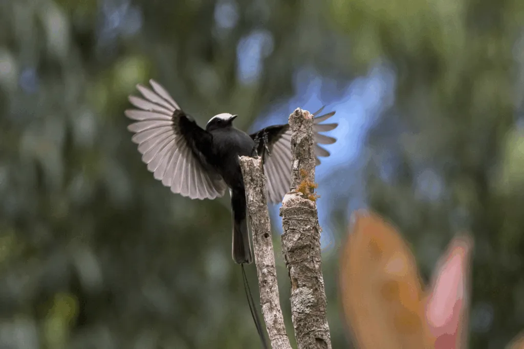 Montagem ou sequência de fotos com diferentes espécies de aves registradas na Reserva Águia Branca