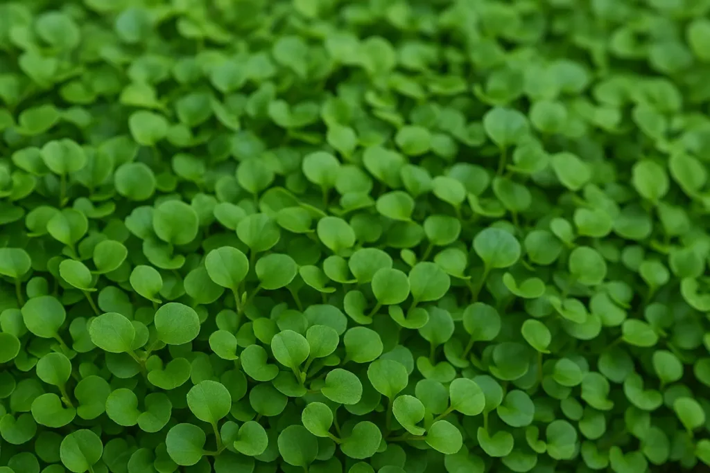 Como cuidar do tostão e preencher falhas no jardim