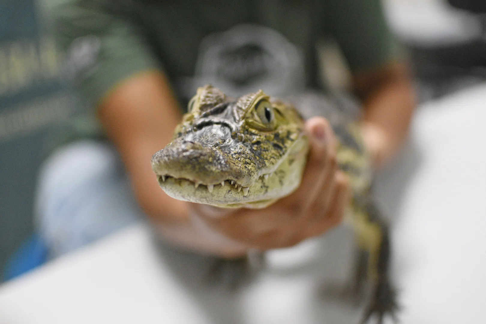 Projeto Caiman - Apae da Serra