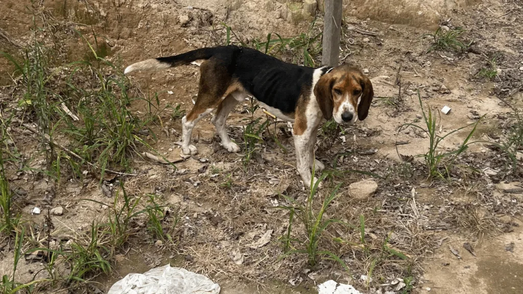 Cão Fei