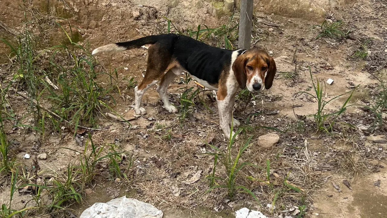 Cão Fei