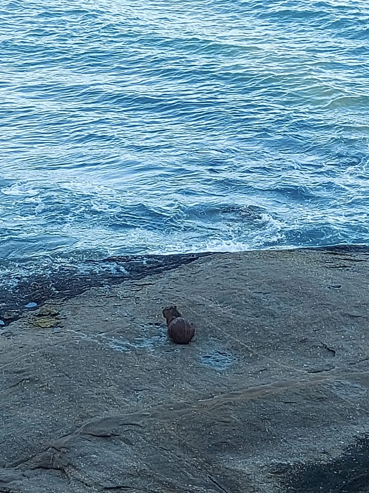 capivara na praia