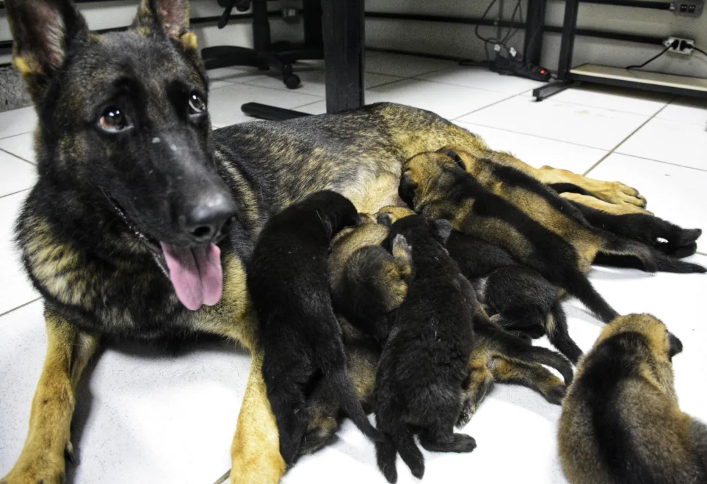 Filhotes de cães policial