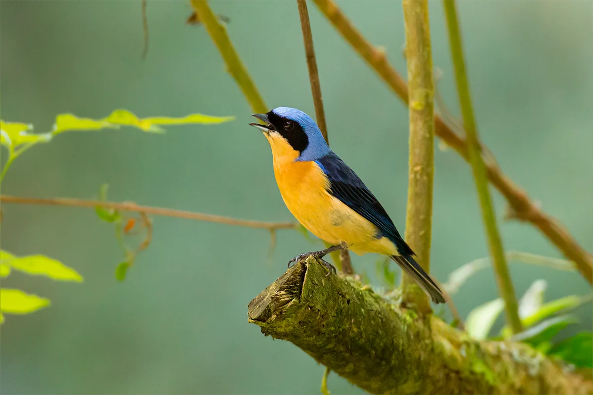 Reserva Águia Branca