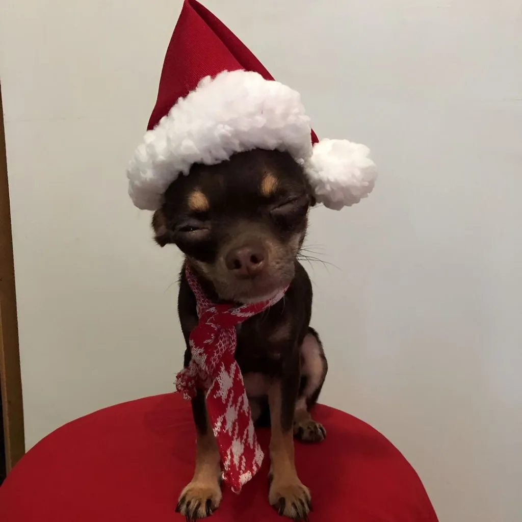 cachorro natal