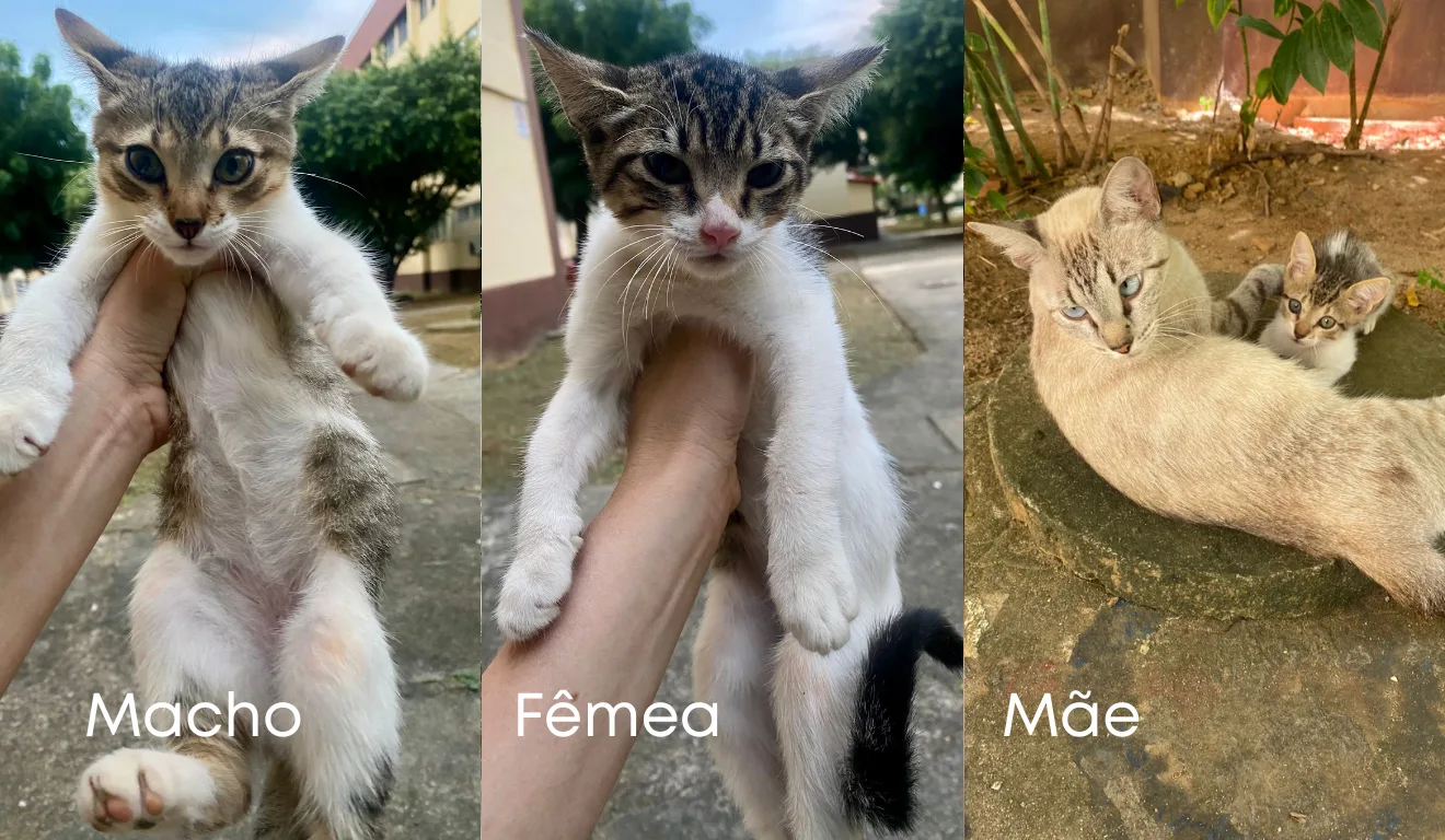 Gato macho, fêmea e a mãe dos filhotes disponíveis para adoção responsável. (Foto: arquivo pessoal)
