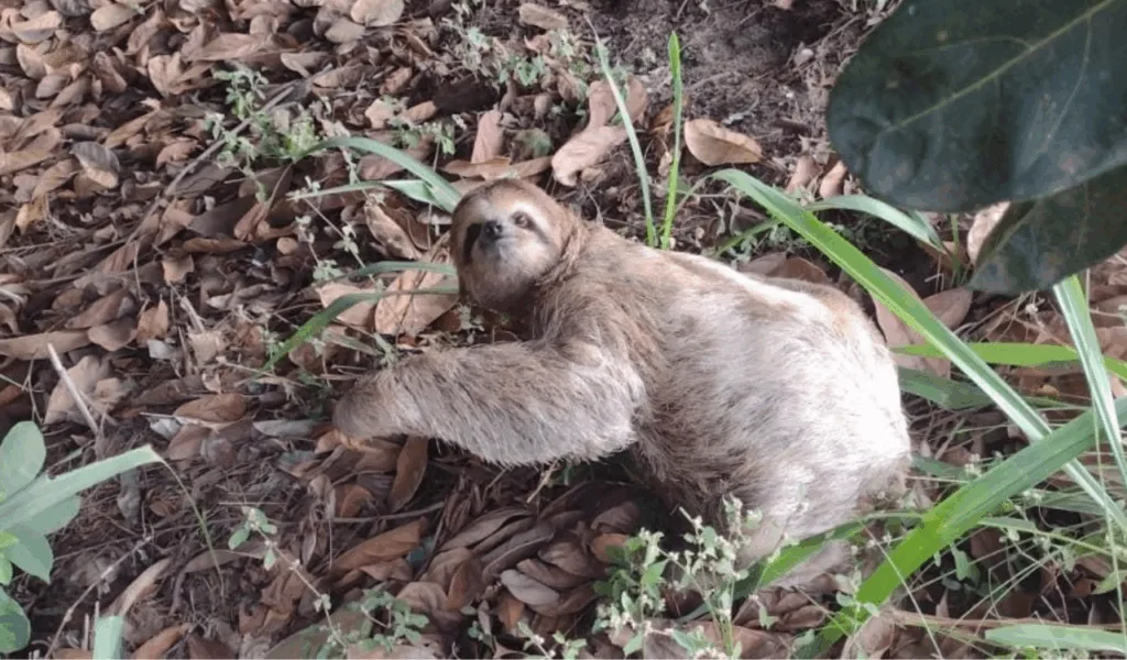 Bicho preguiça