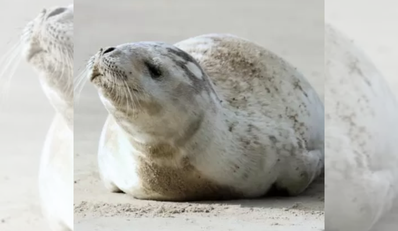 Foca em Santa Catarina