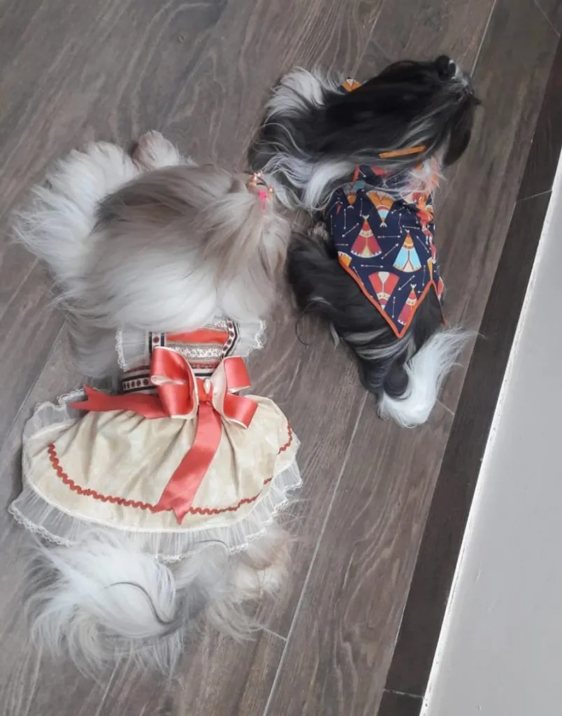 Elaine Pereira Silva, 42 anos faz festa de aniversário para os shih tzu