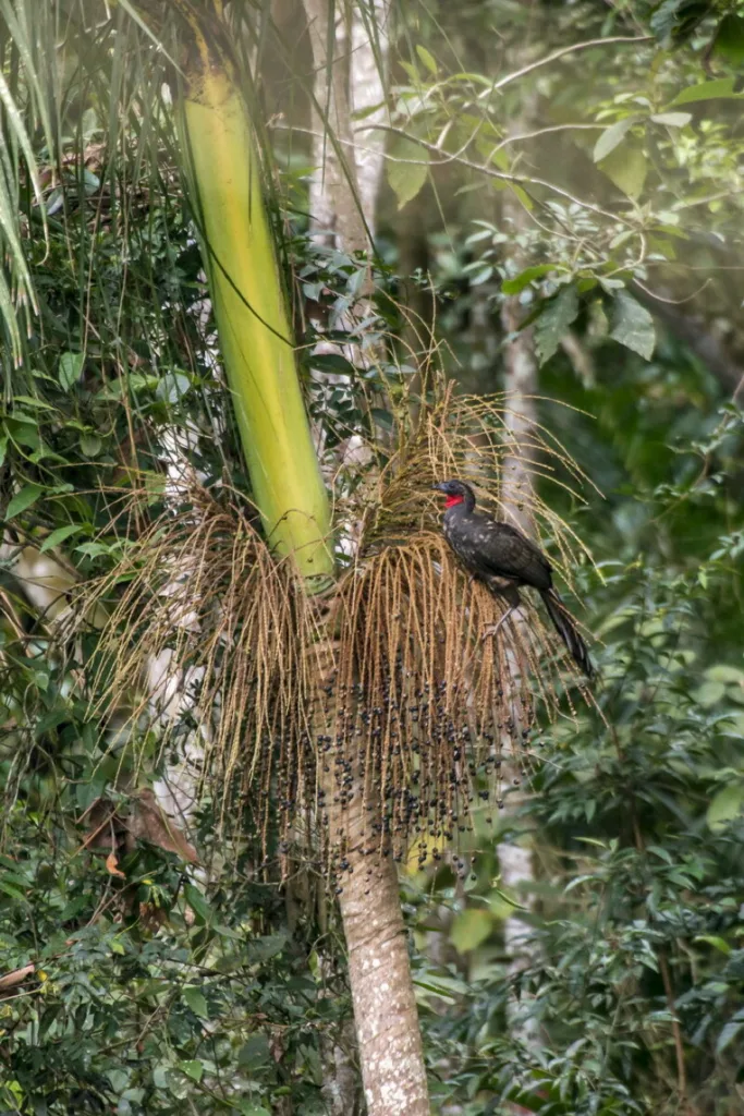Jacu comendo frutos da palmeira-juçara Jacu pousado em cacho da palmeira-juçara alimentando-se de seus frutos