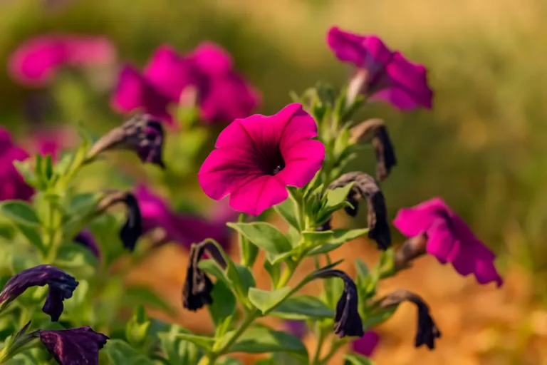 Petúnia 3 erros que fazem as flores murcharem rápido em dias de calor