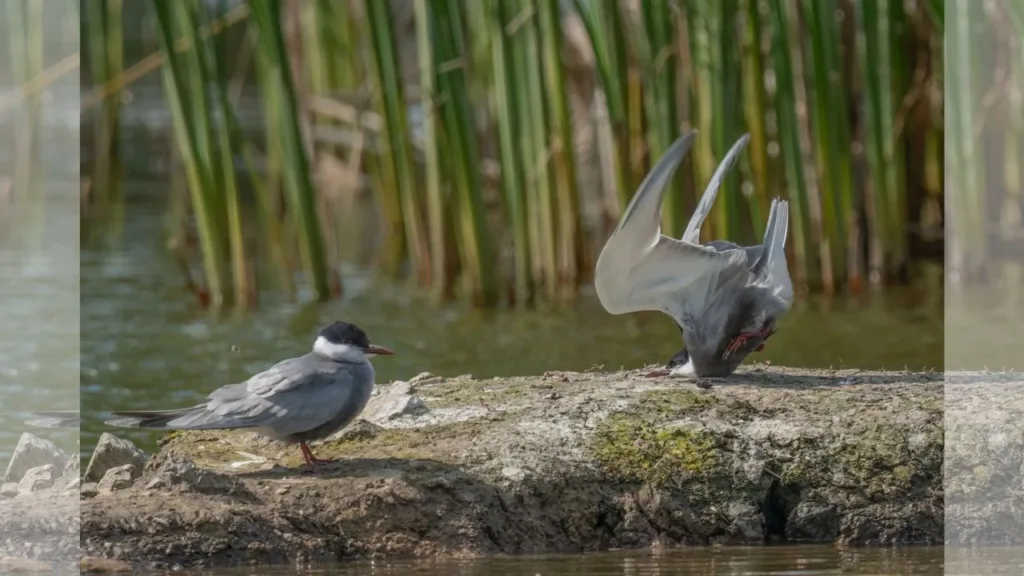 Nikon Comedy Wildlife Award