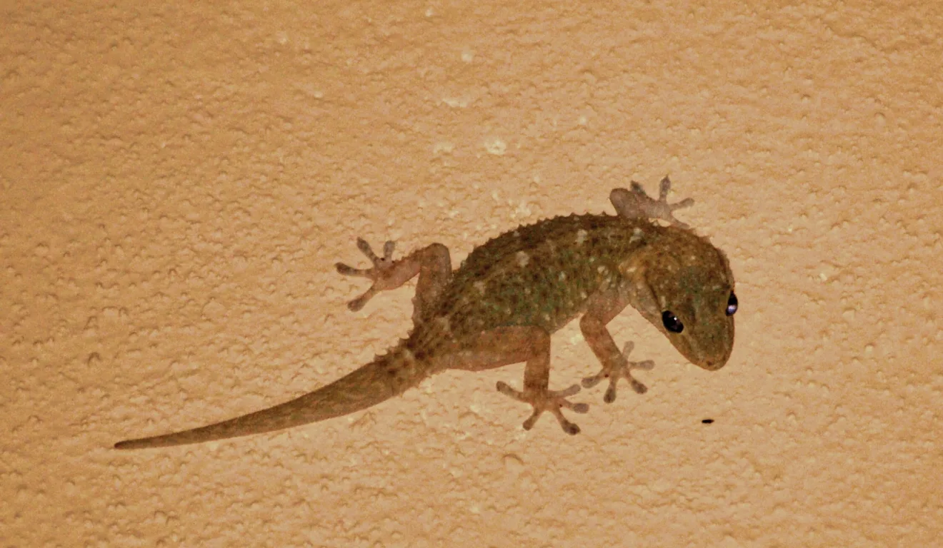 Lagartixa na parede de casa/Canva