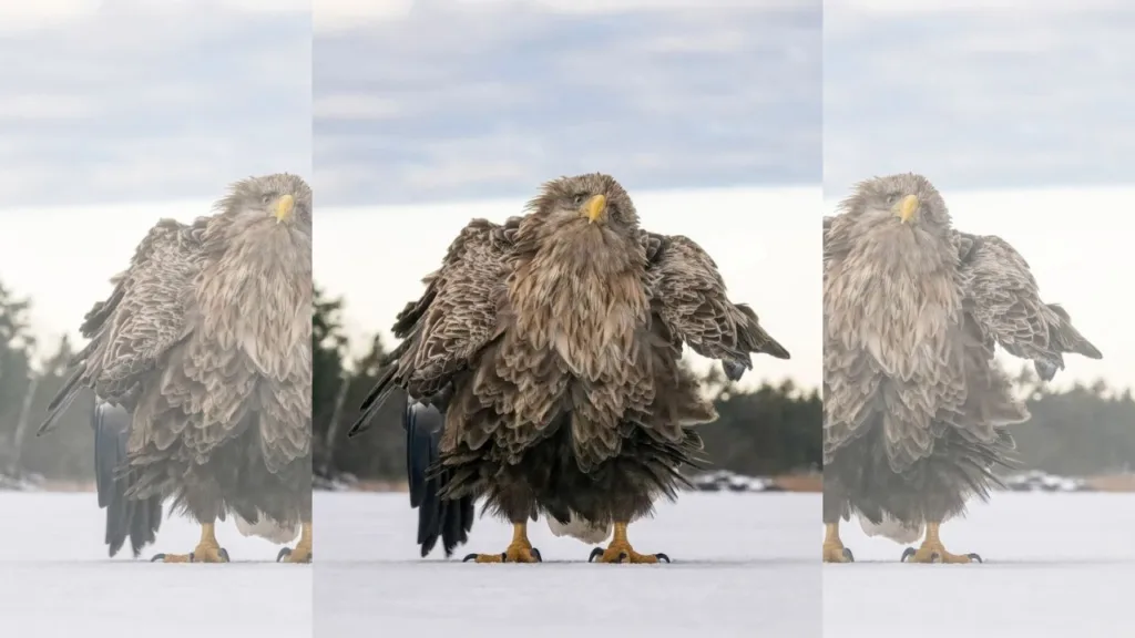 Nikon Comedy Wildlife Award