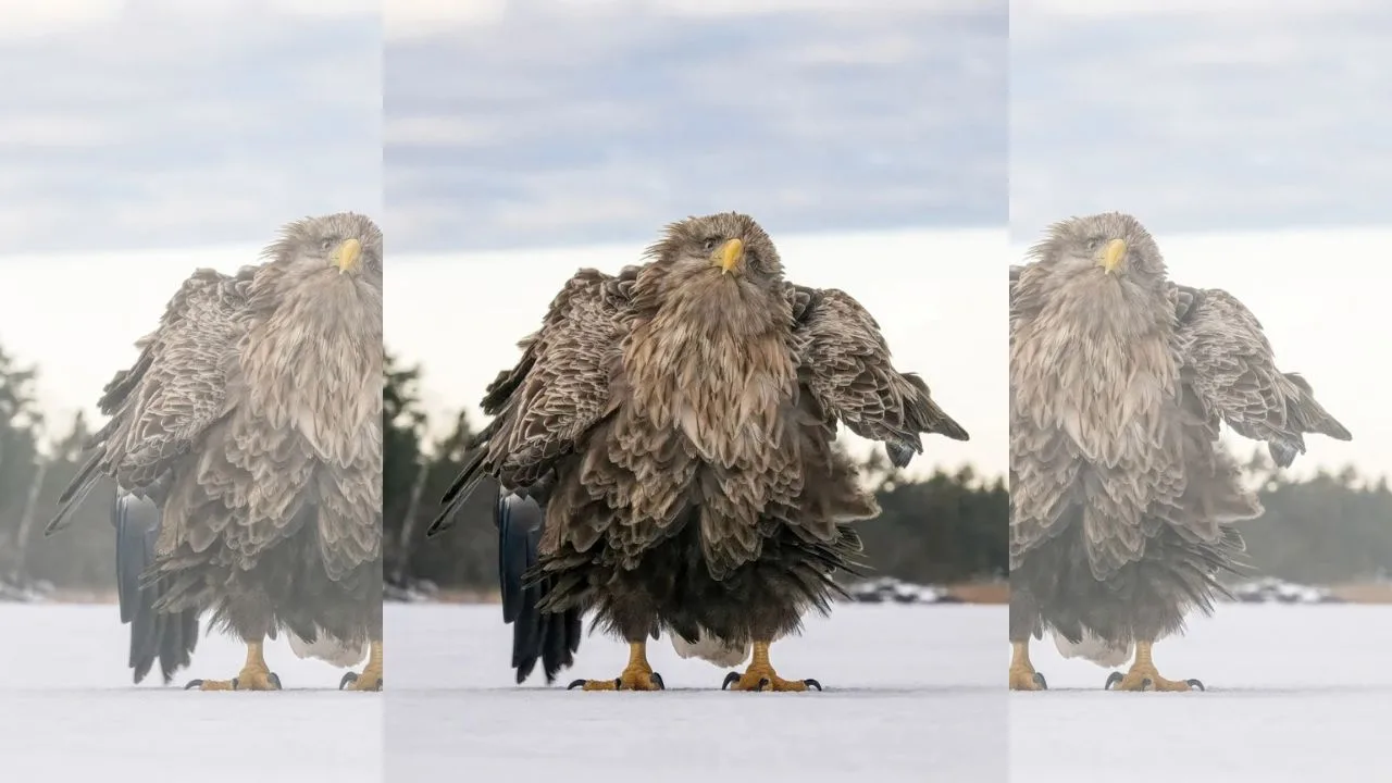 Nikon Comedy Wildlife Award