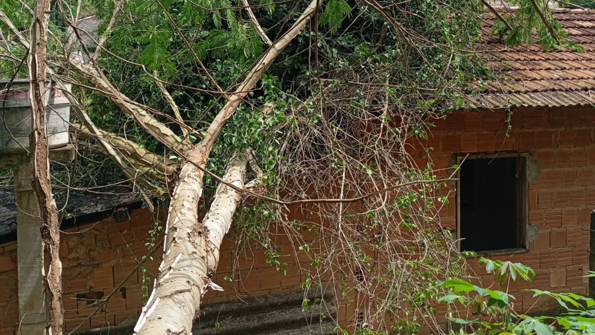 Arvore Cai em Casa em Afonso Claudio