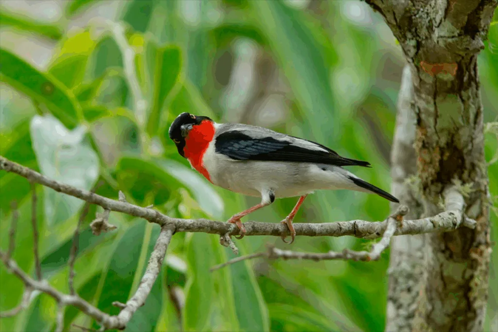 Foto: Gustavo Magnago