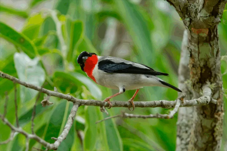 Foto: Gustavo Magnago