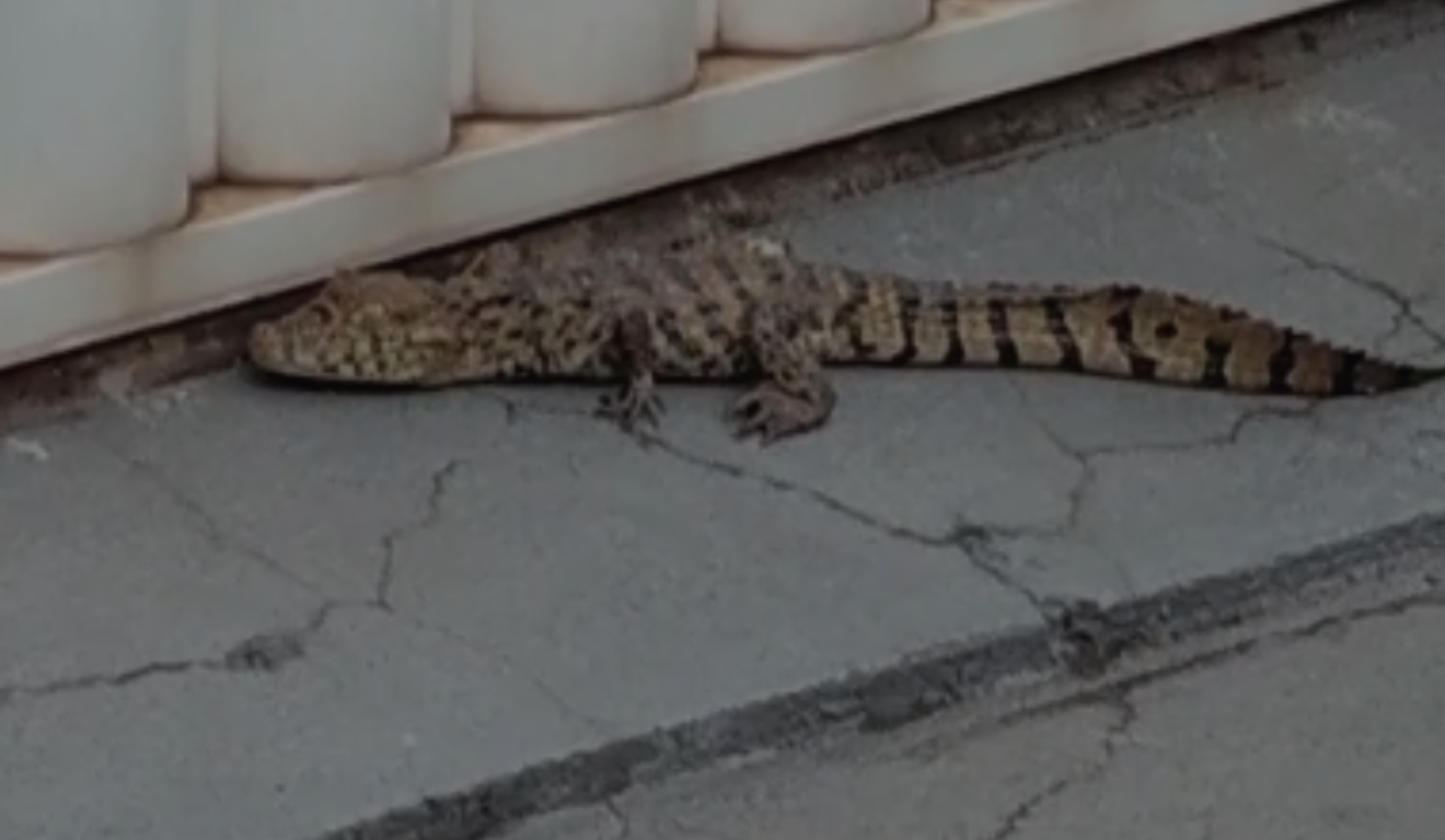 Jacaré em Jardim Camburi