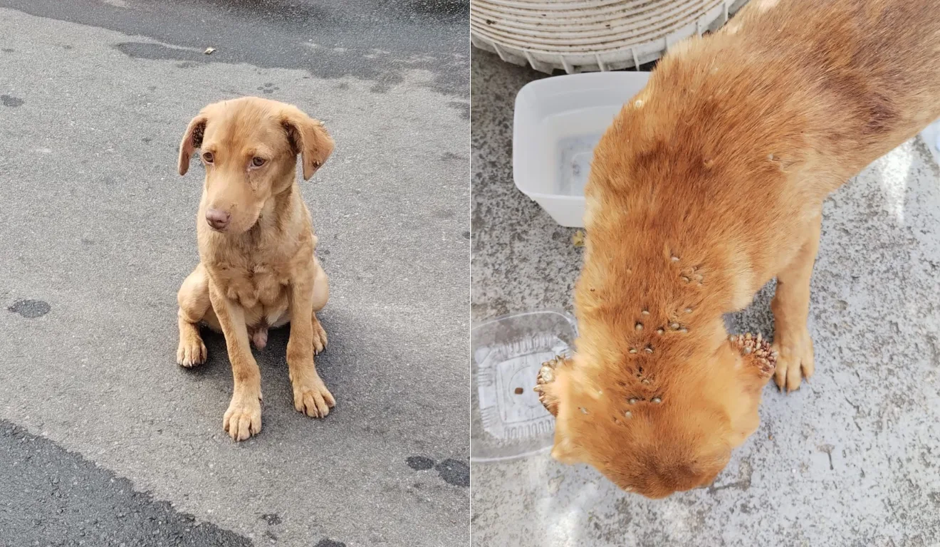 Luke encontrado infestado de carrapato