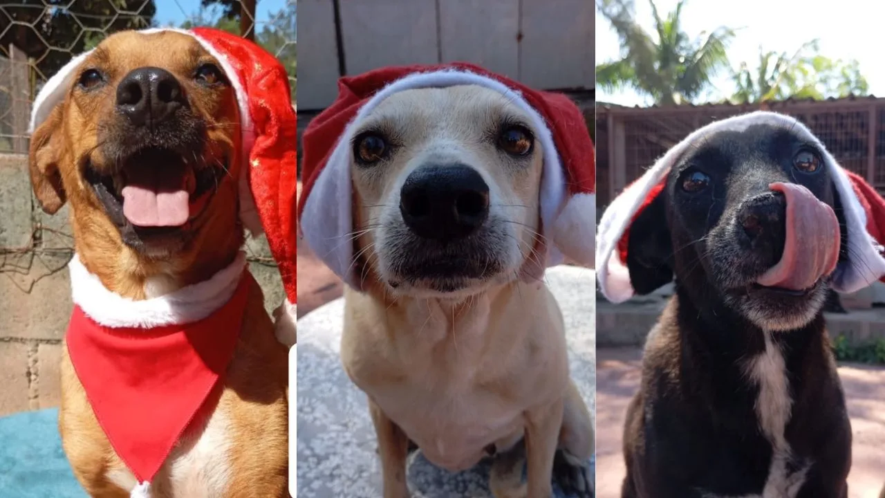 Campanha de Natal Animais Carentes