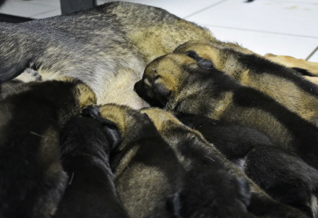 Filhotes de cães policial