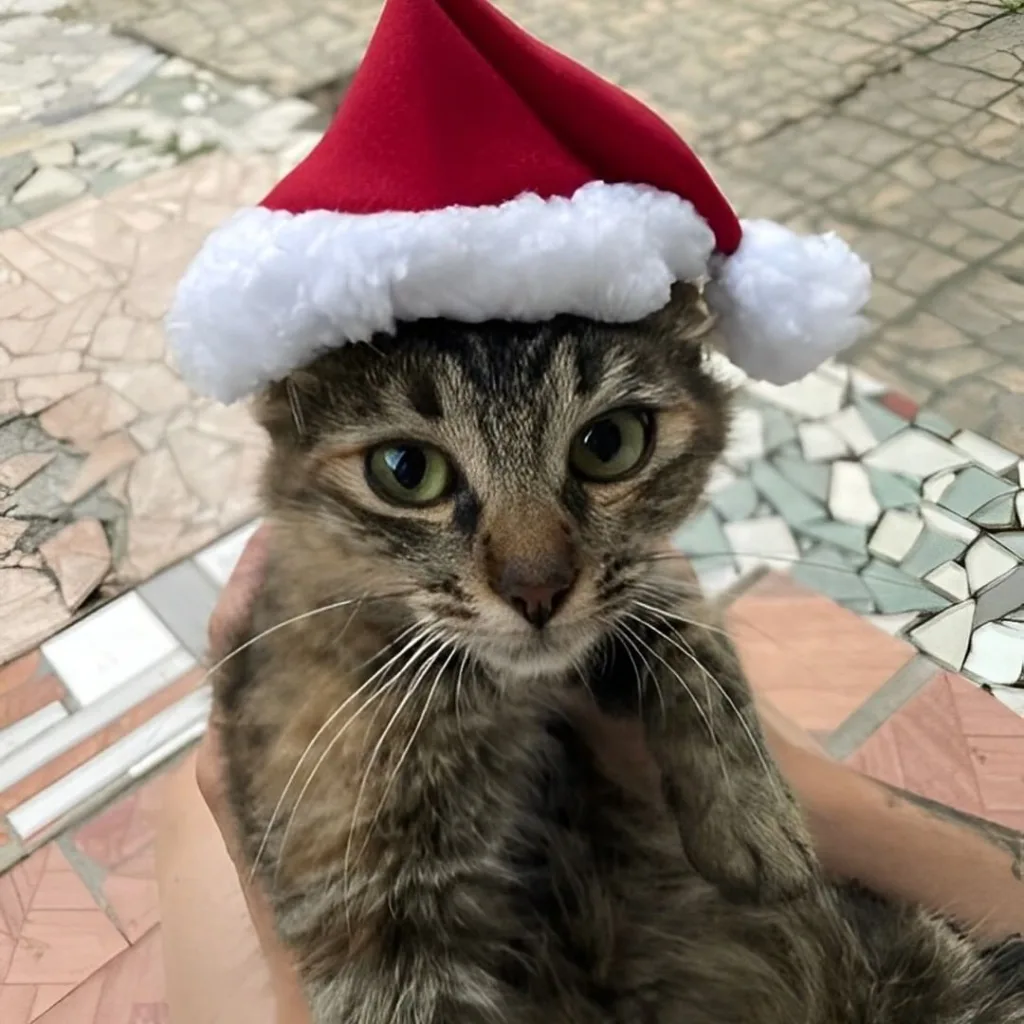 gato natal