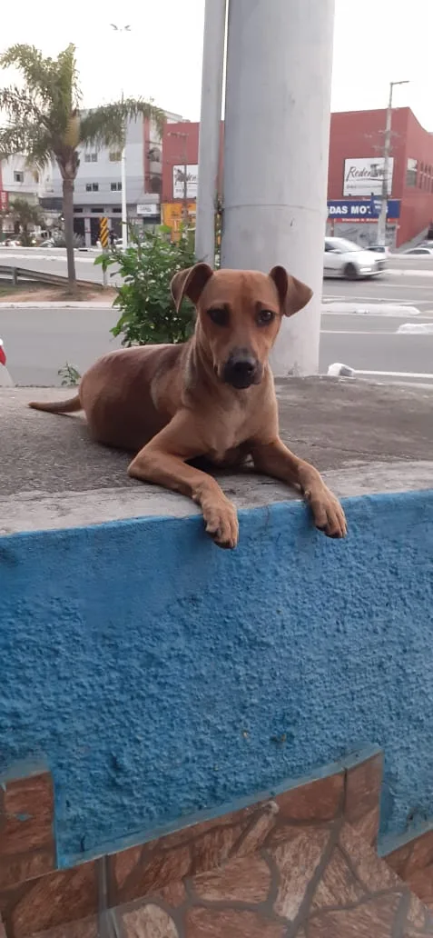 Cachorrinha prenha