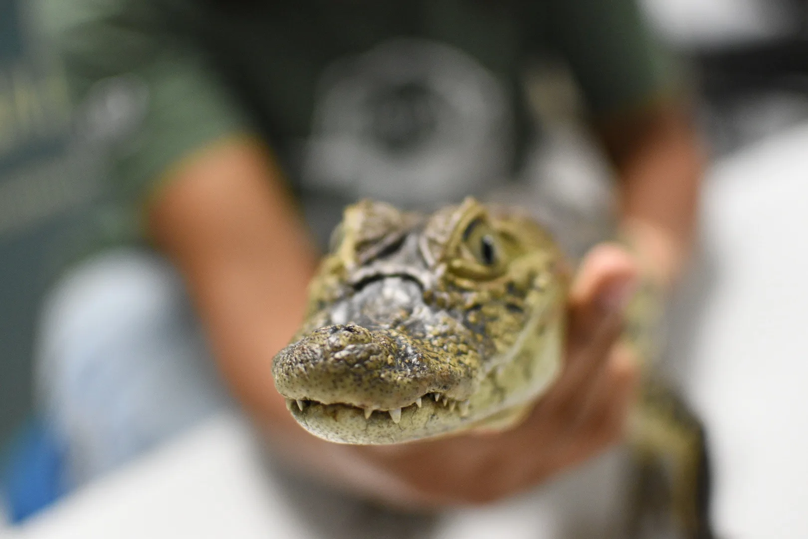Projeto Caiman - Apae Serra