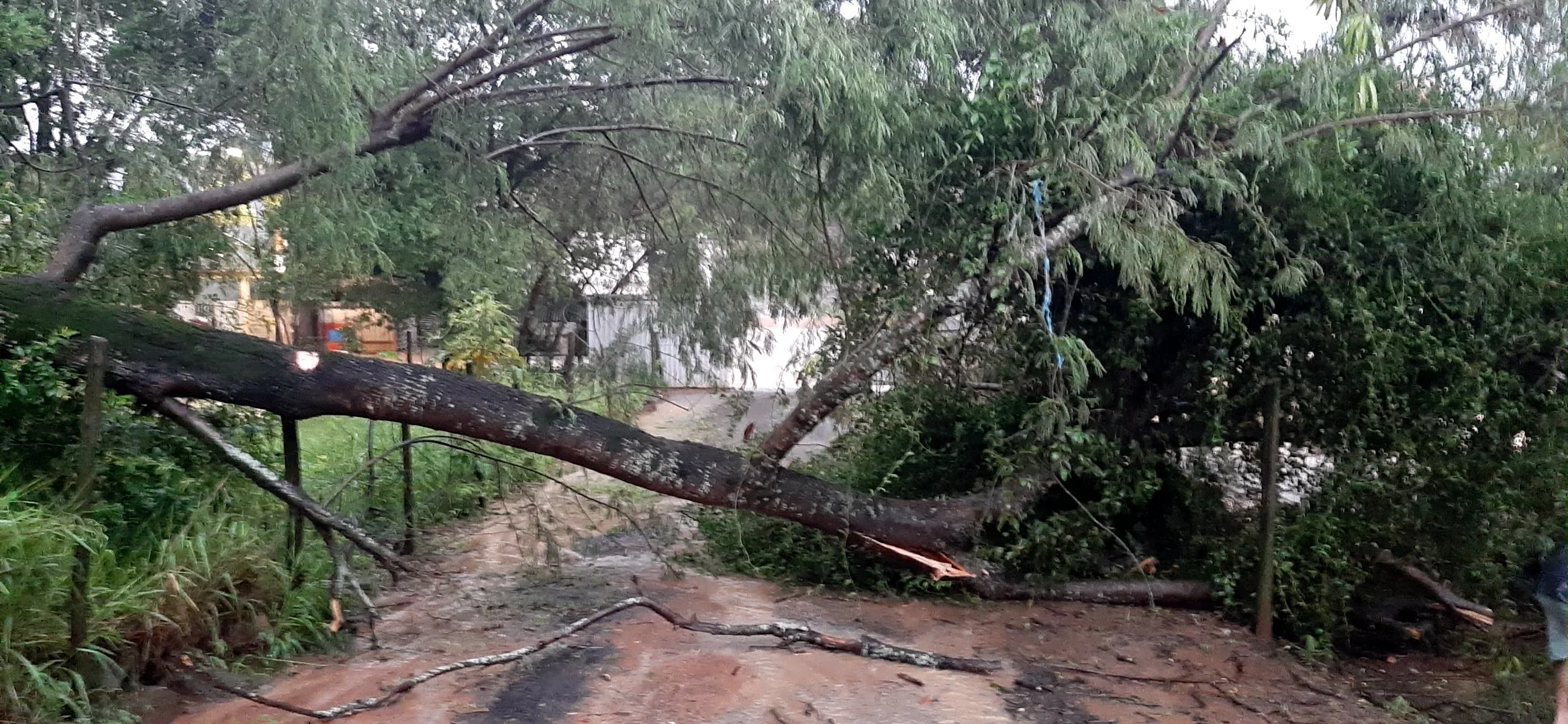 Chuva Viana