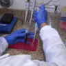 Estudo sobre genética dos capixabas