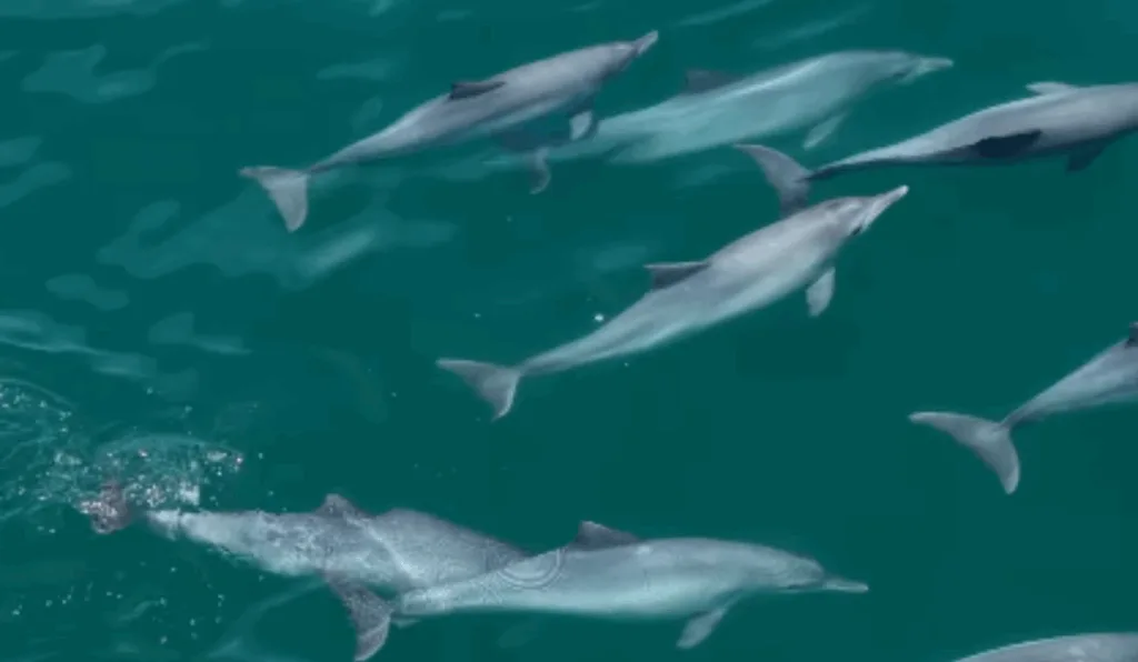 Golfinhos em Vila Velha Golfinhos em Vila Velha