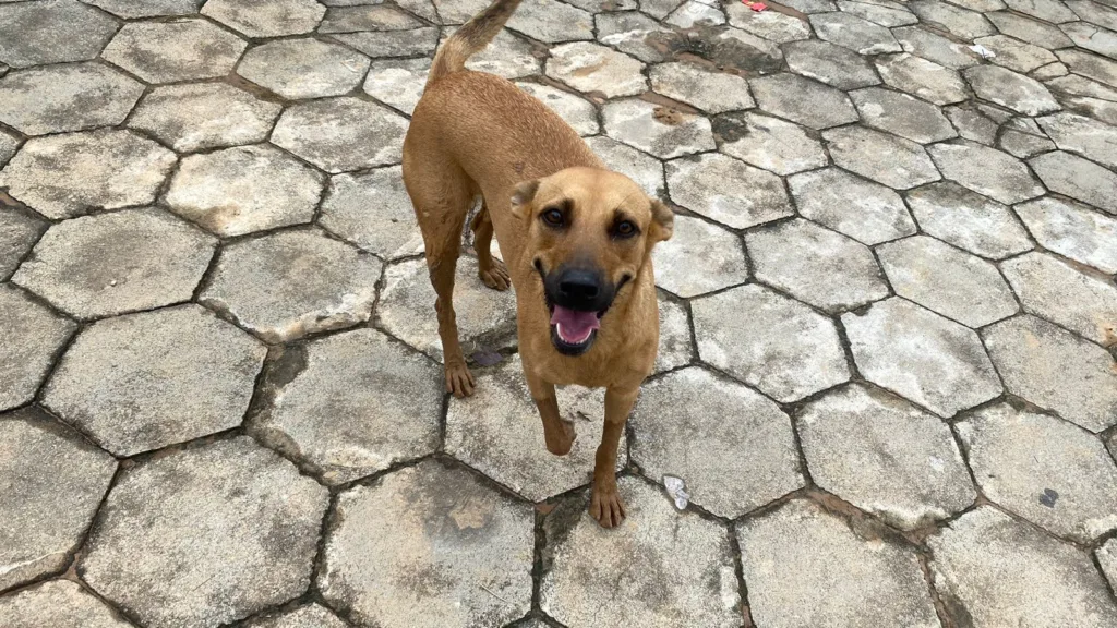 CHUVA MIMOSO DO SUL
