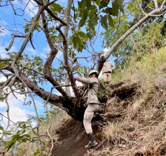 Bezerra é resgatada pelos Bombeiros
