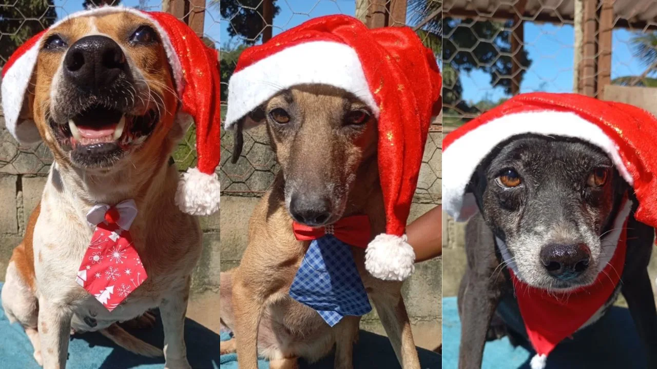 Campanha de Natal Animais Carentes