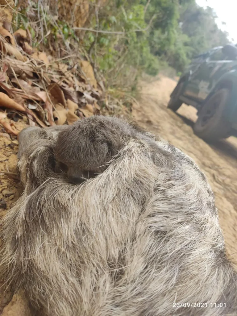 Bicho preguiça
