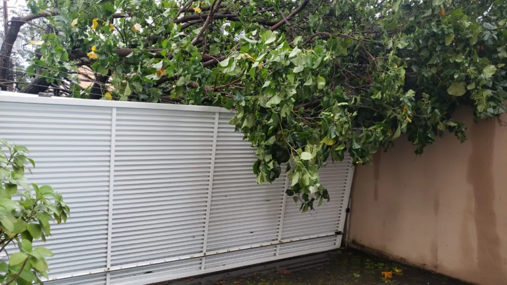 Queda de árvore jardim camburi
