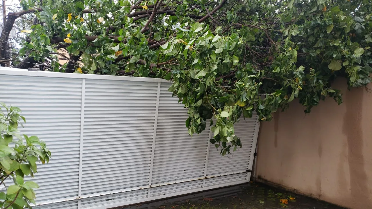 Queda de árvore jardim camburi