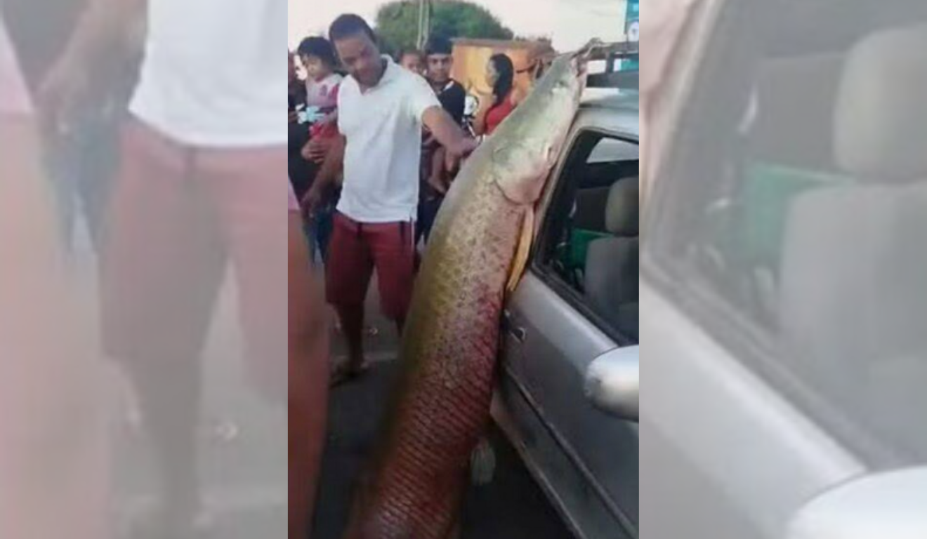Peixe gigante na Amazônia
