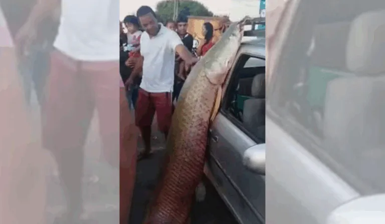 Peixe gigante na Amazônia