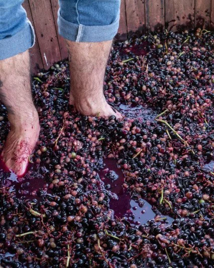 Festival do Vinho e da Uva