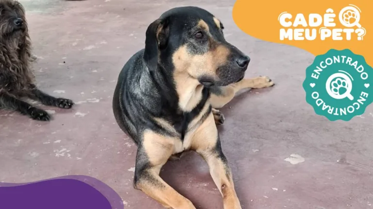 Thor, cão desaparecido em Grande Jacaraípe foi encontrado. (Foto: reprodução pessoal)