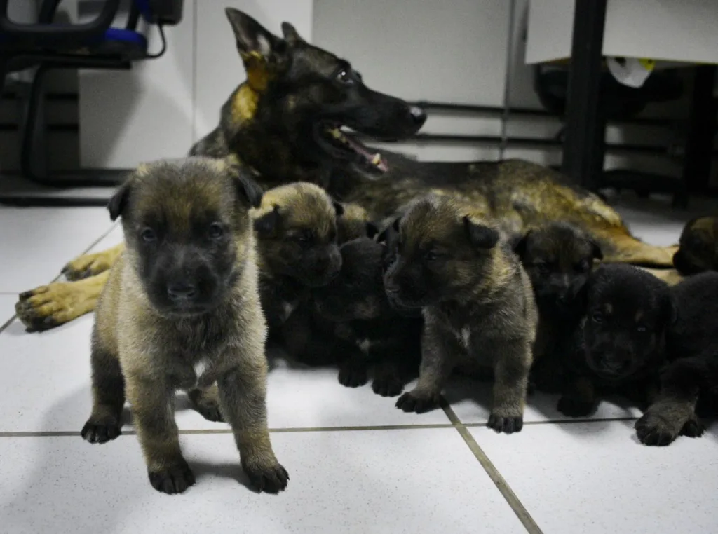 Filhotes de cães policial