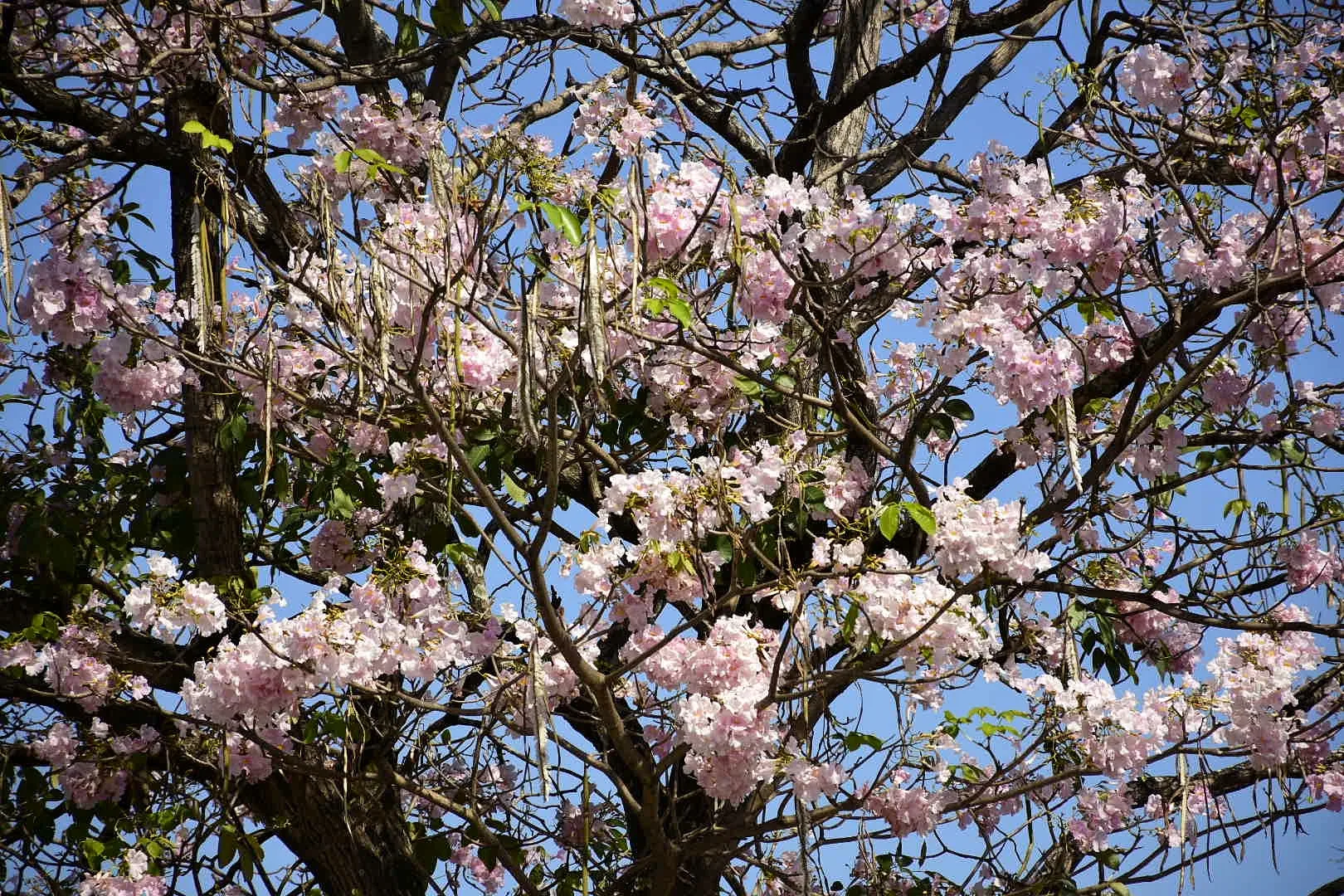 As Cores do inverno nas Paisagens da Grande Vitória: Um Espetáculo Natural